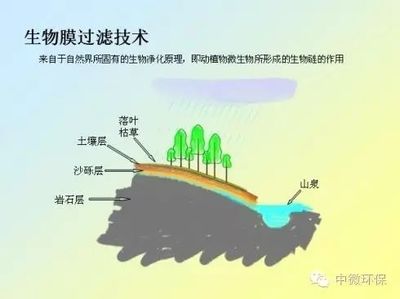 藻类生物膜作用