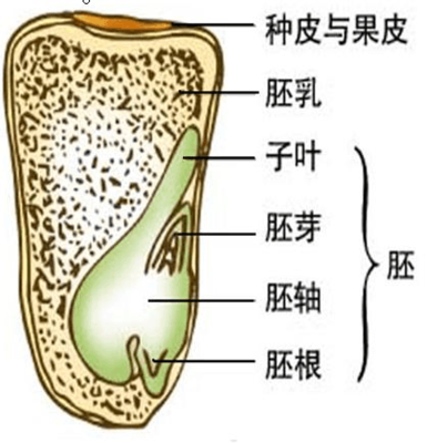 生物中胚根的作用