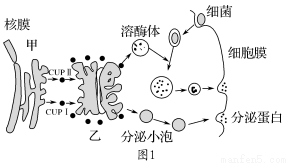生物膜系统 作用
