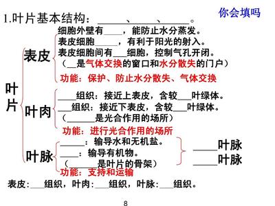 生物呼吸作用初一