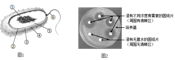 无菌水在生物实验中的作用