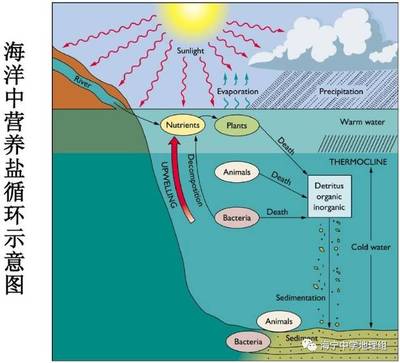 盐类对浮游生物作用大吗