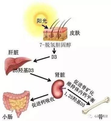 皮肤的作用生物学