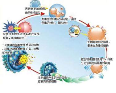 生物增强技术作用