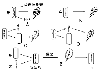 脱氧核糖的生物作用