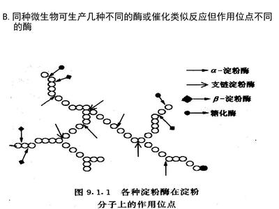 酶的生物作用特点