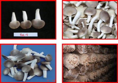 生物菌类产品有哪些品种