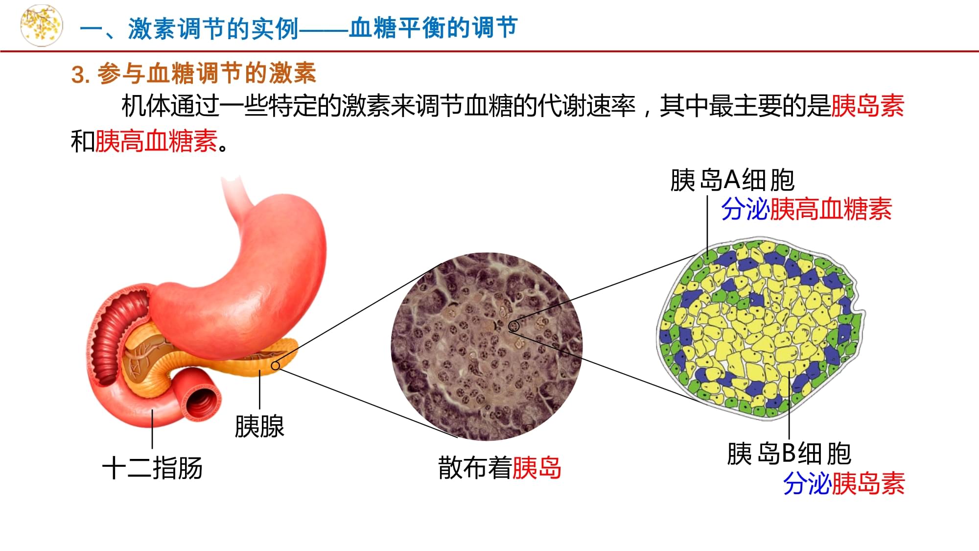 生物激素有哪些作用