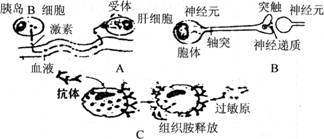 生物胰岛b细胞的作用