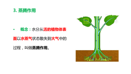 生物蒸腾作用讲课