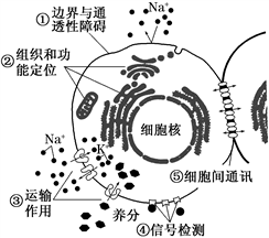 生物的组织的作用