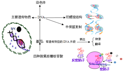 dna生物的作用