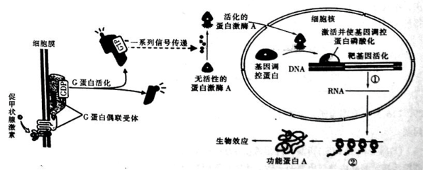激素作用机理生物