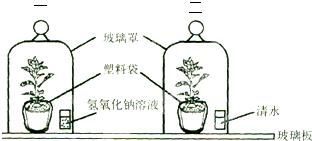 酒精对生物的氧化作用实验