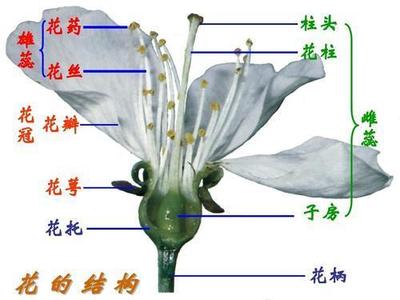 生物柱头的作用和用途