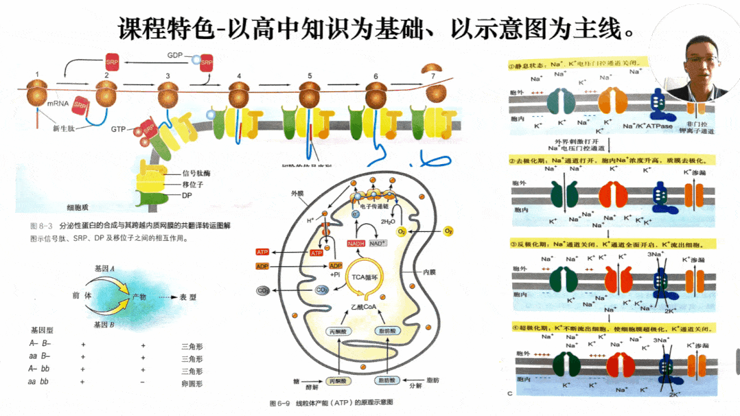 高中生物呼吸作用怎样拓展