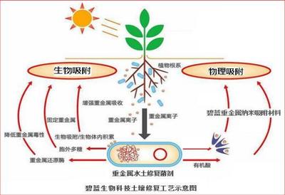 生物中的吸收作用