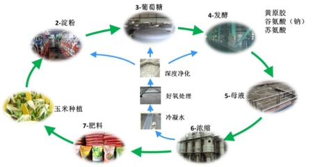 微生物多糖对玉米的作用