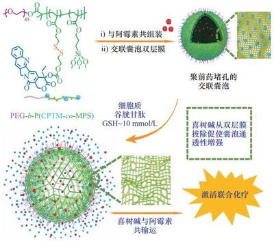 生物协同联合作用