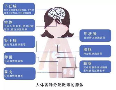 生物里甲状腺激素的作用