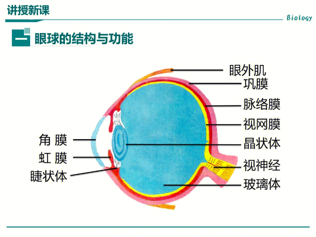 巩膜的作用生物笔记