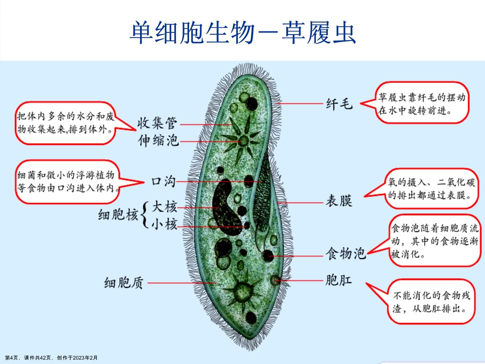 生物草履虫纤毛的作用