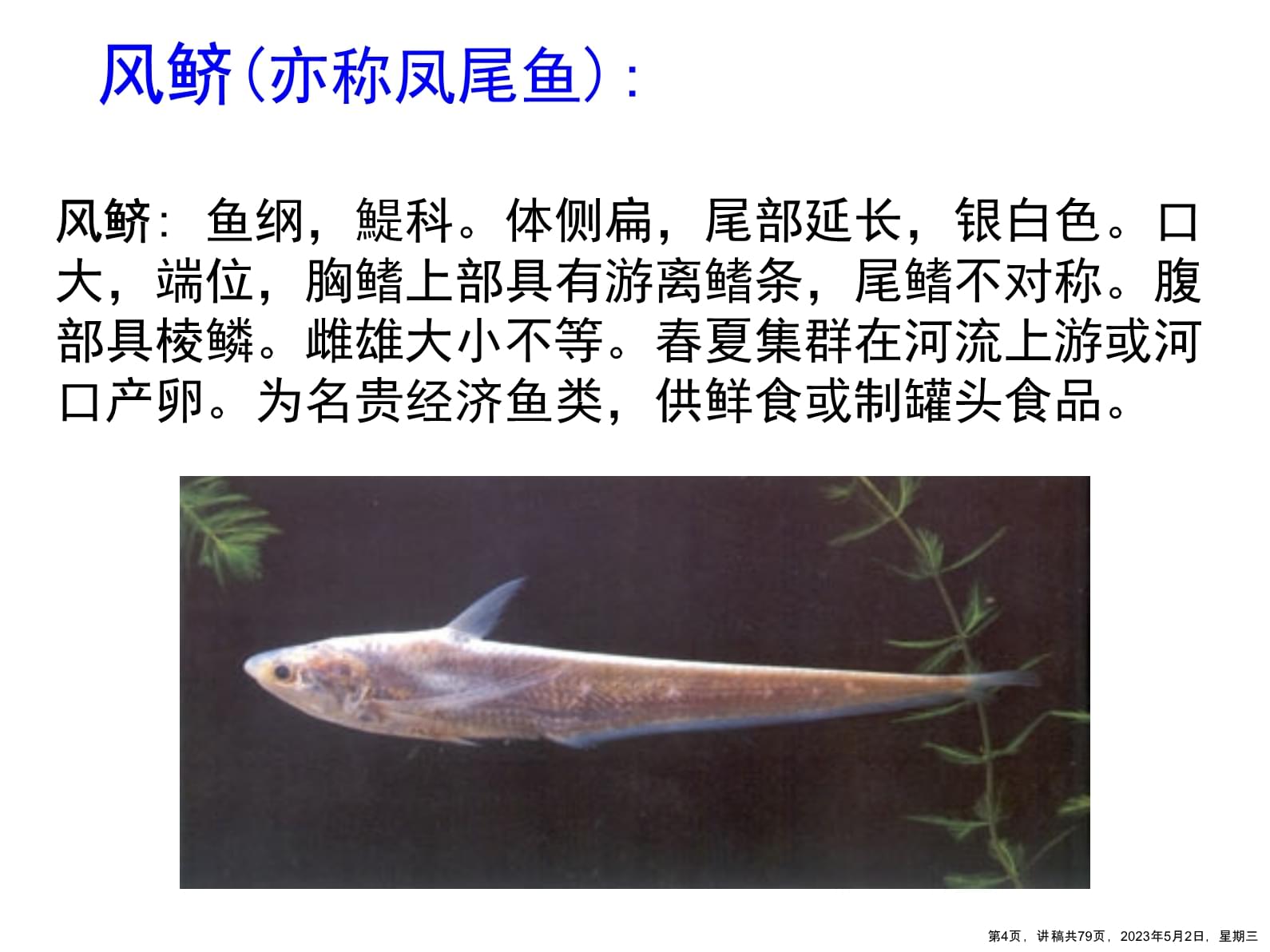 淡水生物的作用及功效视频